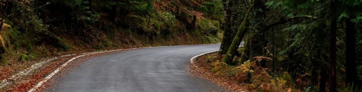 Road Albergaria Forest Portugal