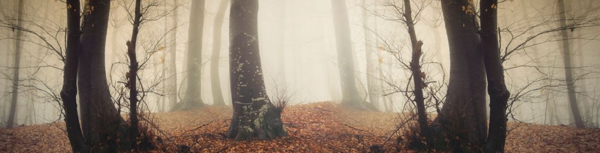 foggy forest halloween