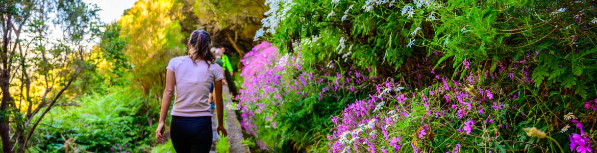 centauro levada das fontes madeira